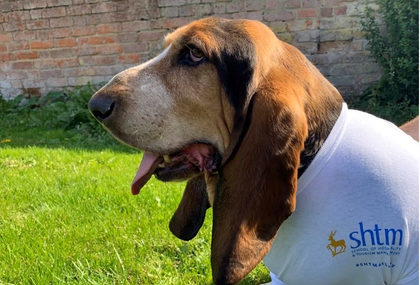 A dog wearing an SHTM teeshirt