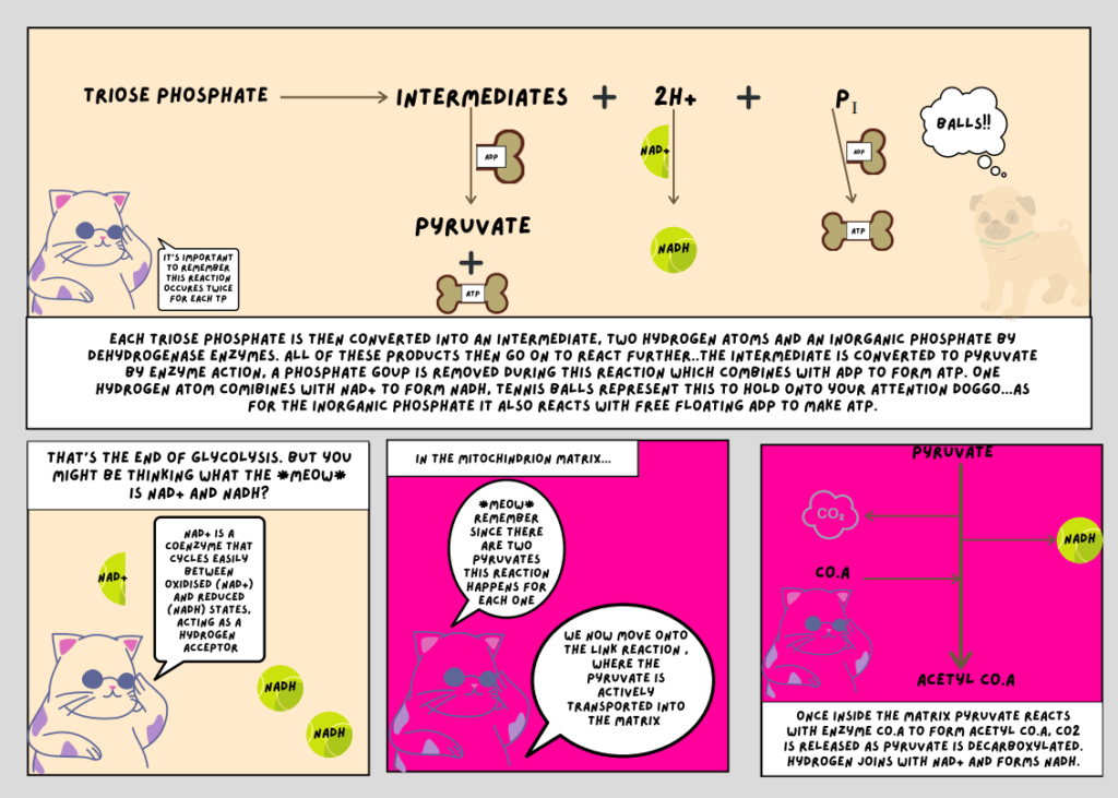 cellular respiration comic strip